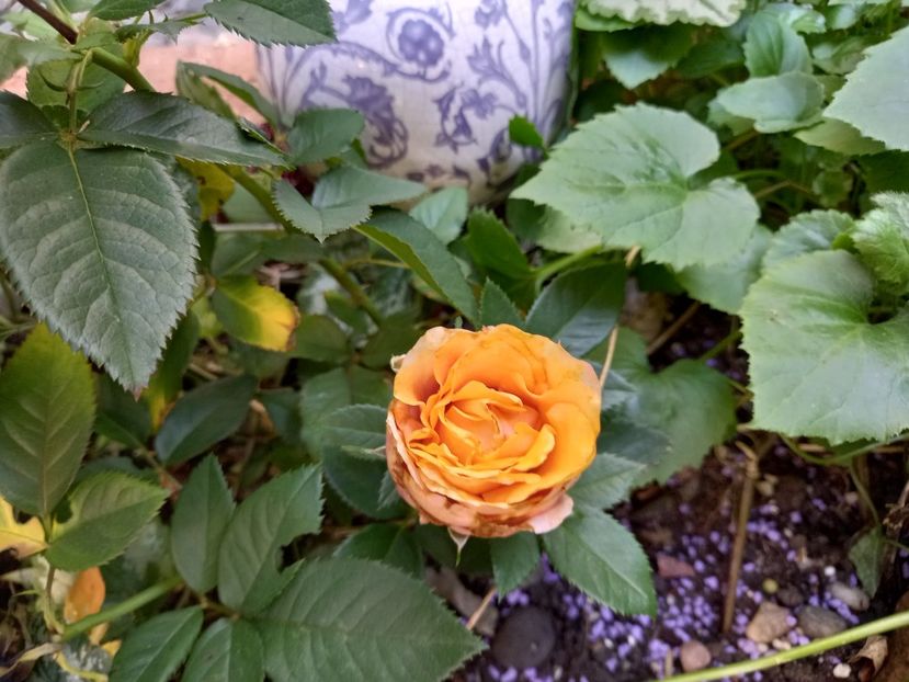  - Grădina 2022 continuare 3