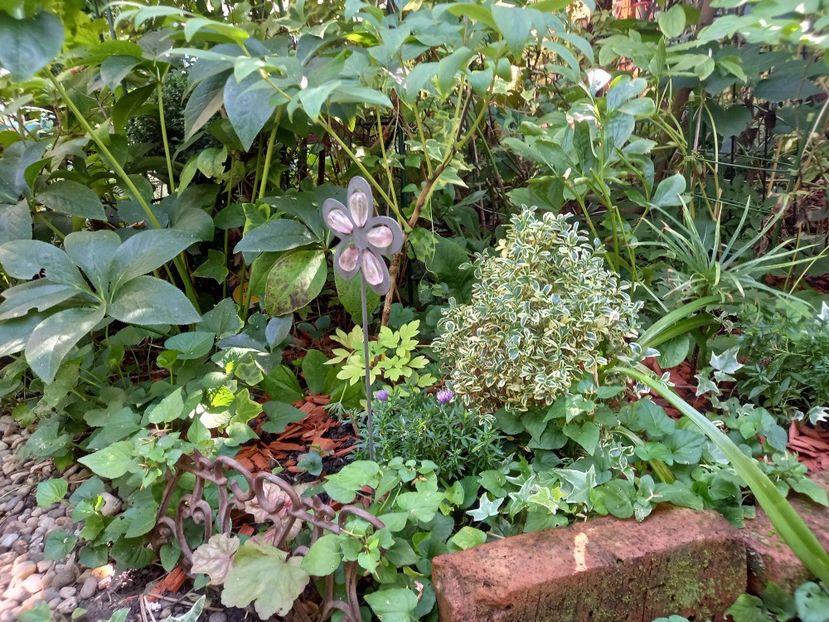  - Grădina 2022 continuare 3