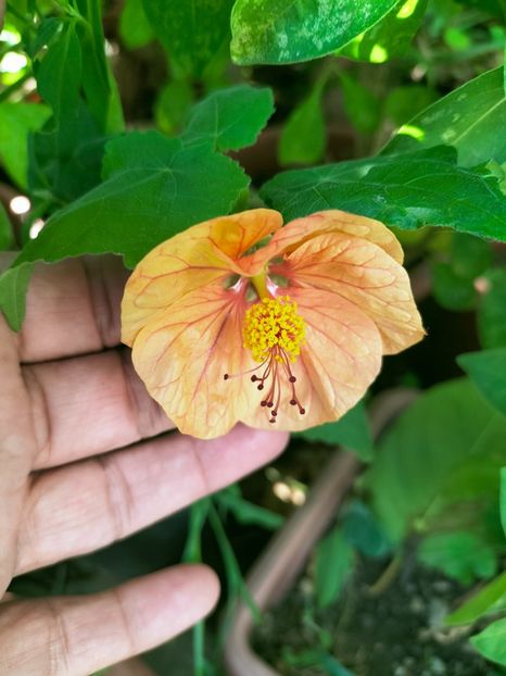 IMG20220731164611 - ANUL 2022