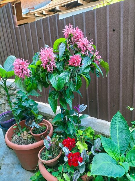 IMG20220731164421 - ANUL 2022