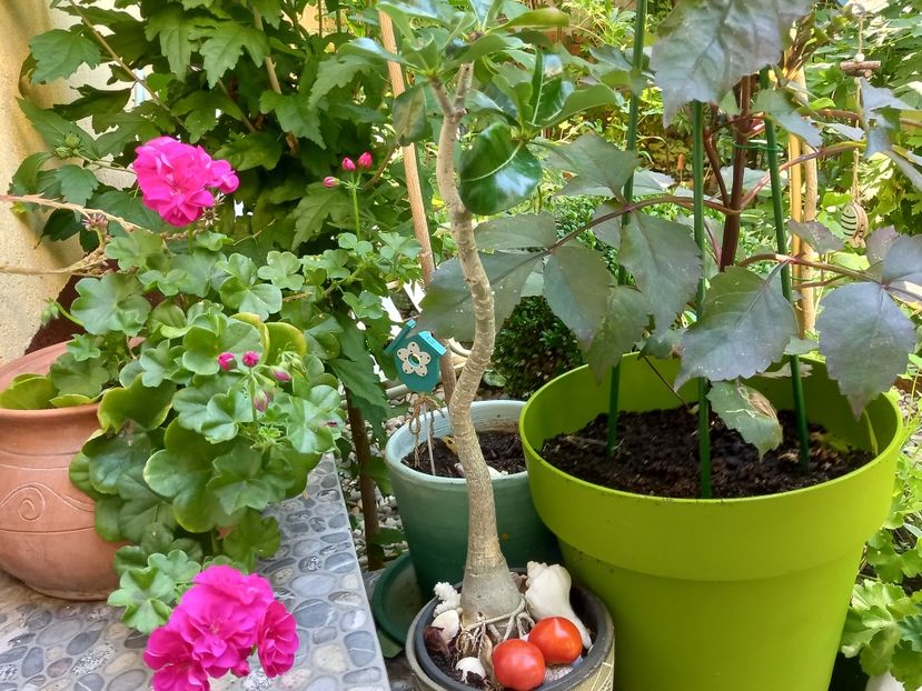  - Grădina 2022 continuare 3