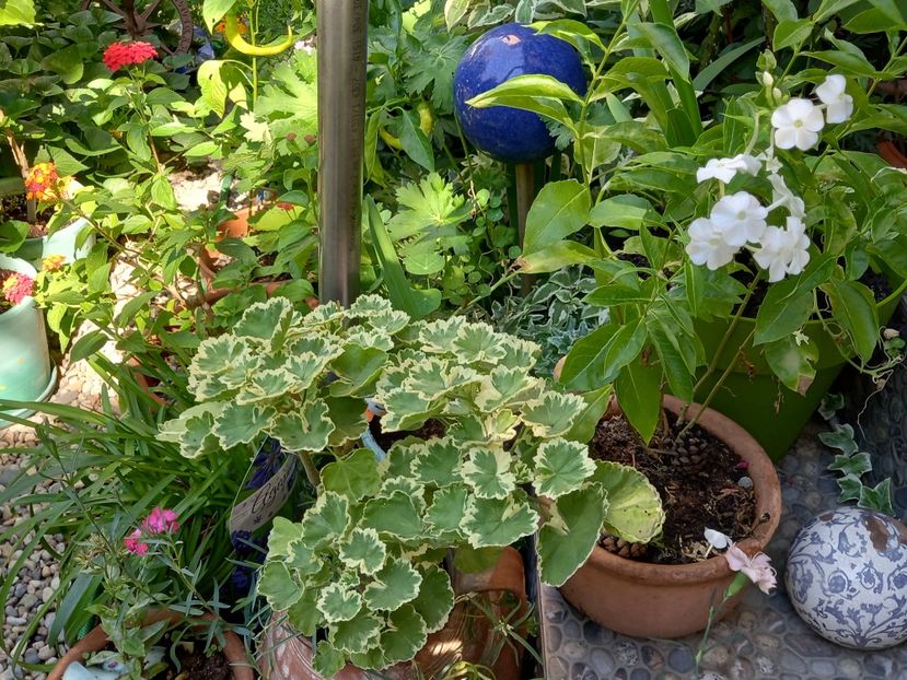  - Grădina 2022 continuare 3