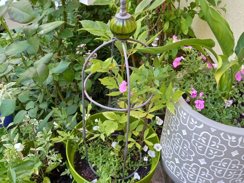  - Grădina 2022 continuare 3