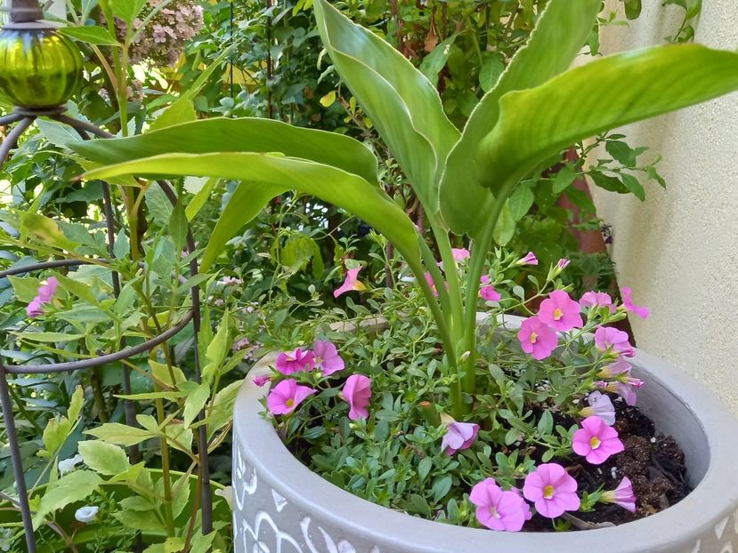  - Grădina 2022 continuare 3