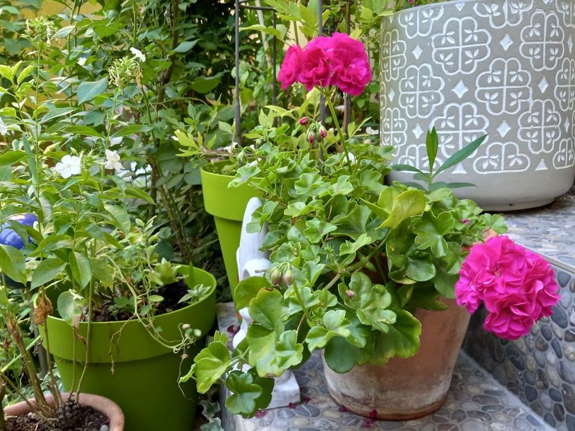  - Grădina 2022 continuare 3