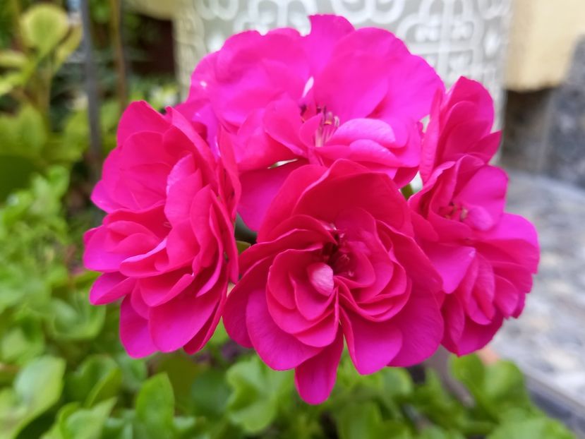  - Grădina 2022 continuare 3