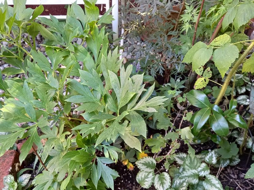  - Grădina 2022 continuare 3