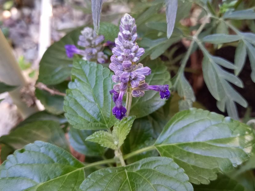  - Grădina 2022 continuare 3