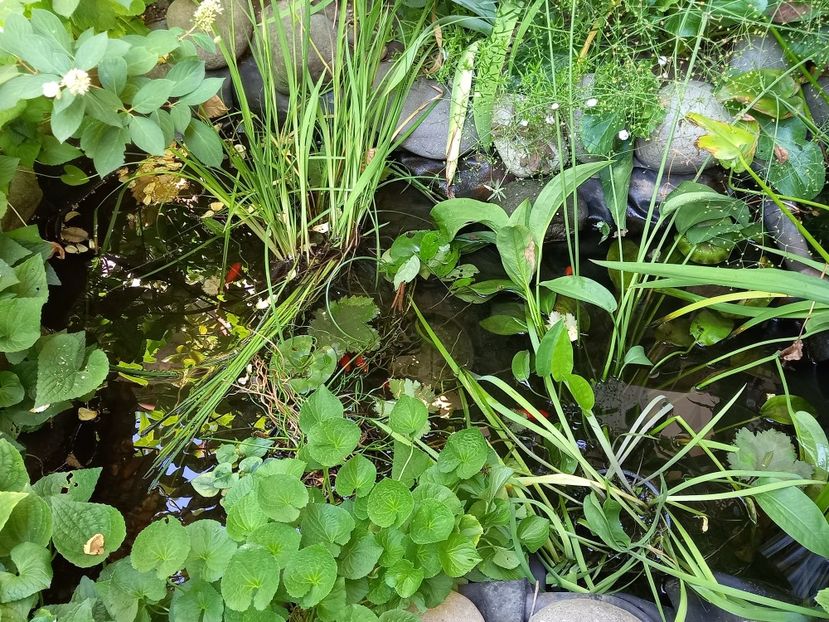  - Grădina 2022 continuare 3