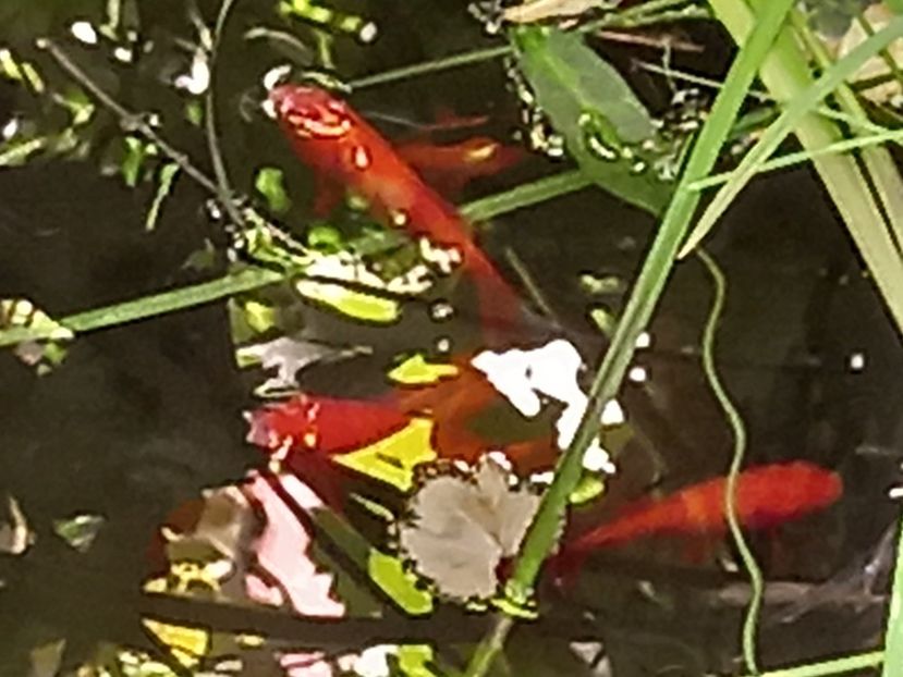  - Grădina 2022 continuare 3