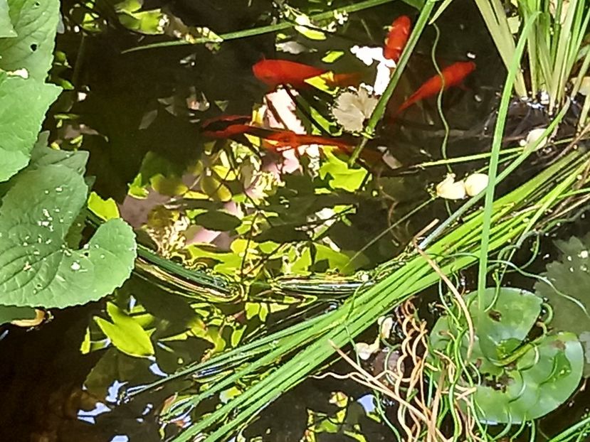  - Grădina 2022 continuare 3