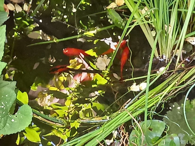  - Grădina 2022 continuare 3