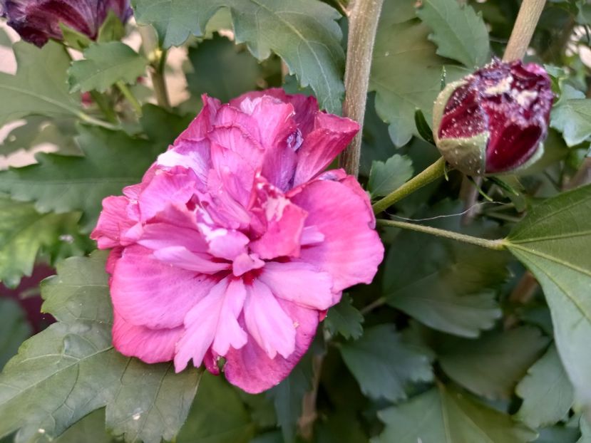 "Duc de Brabant" - Grădina 2022 continuare 3