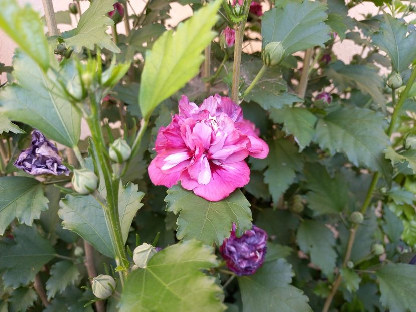  - Grădina 2022 continuare 3