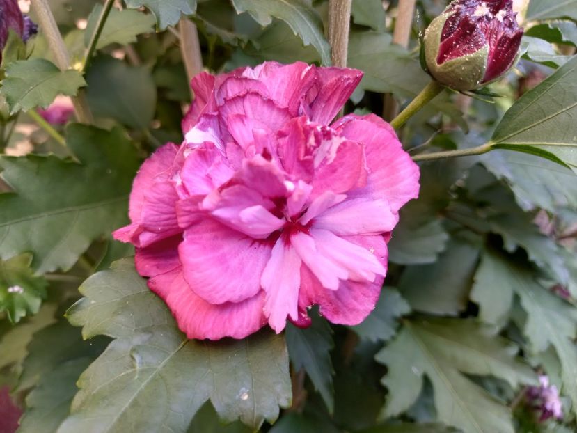  - Grădina 2022 continuare 3