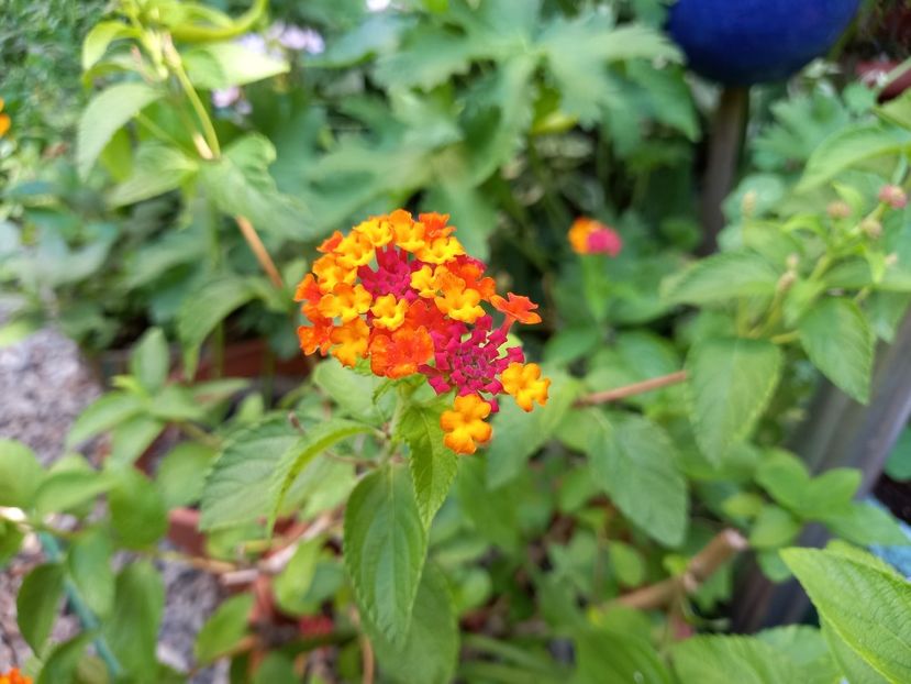  - Grădina 2022 continuare 3