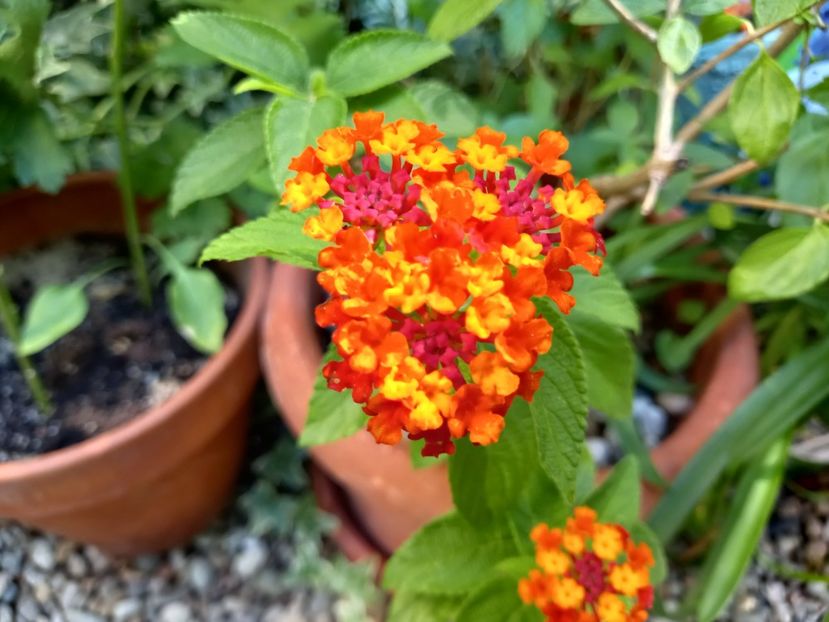  - Grădina 2022 continuare 3