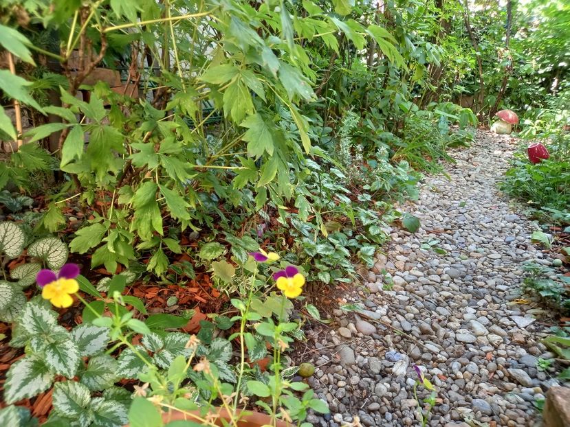  - Grădina 2022 continuare 3