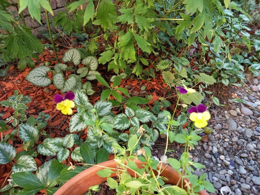  - Grădina 2022 continuare 3