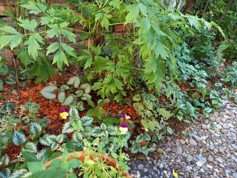  - Grădina 2022 continuare 3