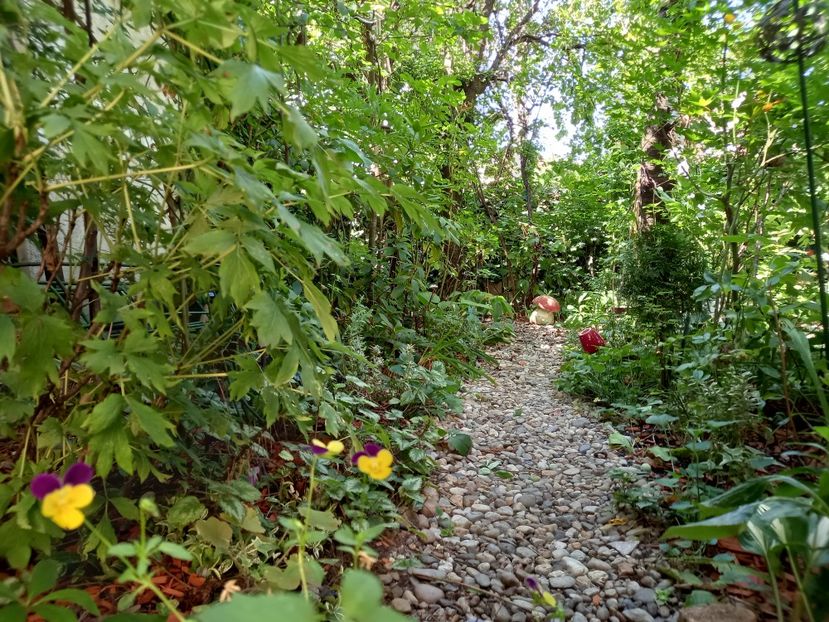  - Grădina 2022 continuare 3