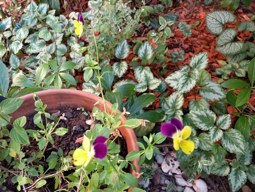  - Grădina 2022 continuare 3