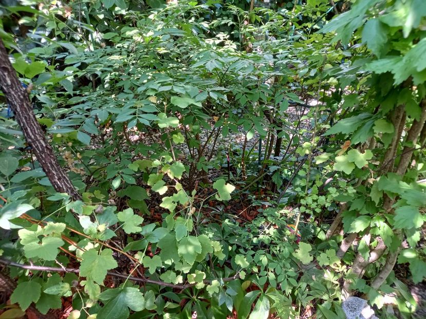  - Grădina 2022 continuare 3