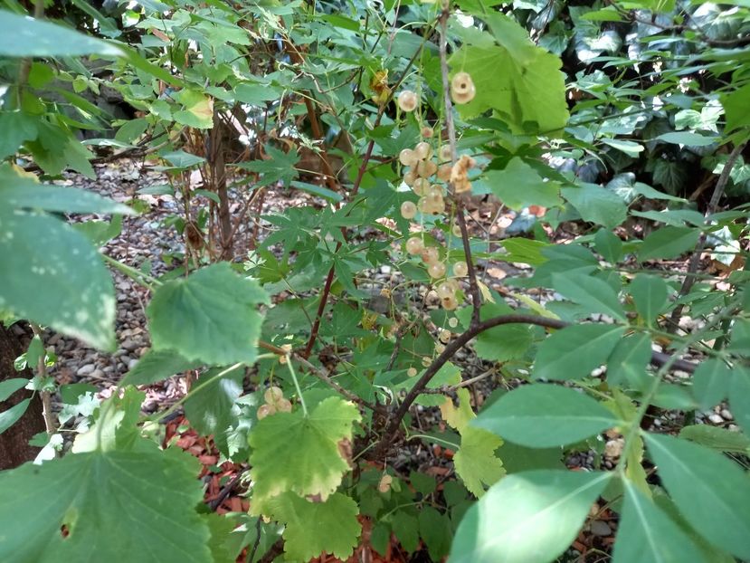 Coacăze albe - Grădina 2022 continuare 3