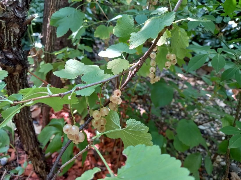  - Grădina 2022 continuare 3