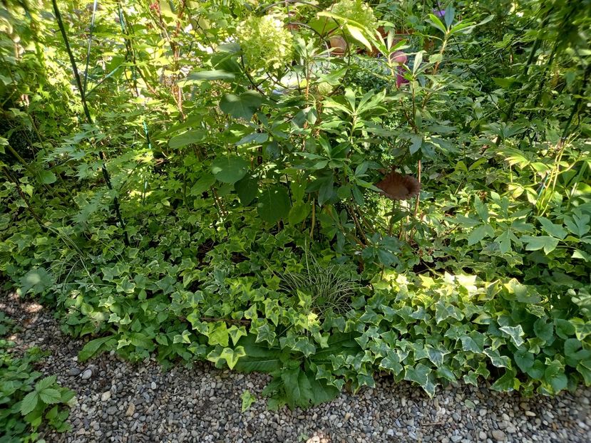  - Grădina 2022 continuare 3