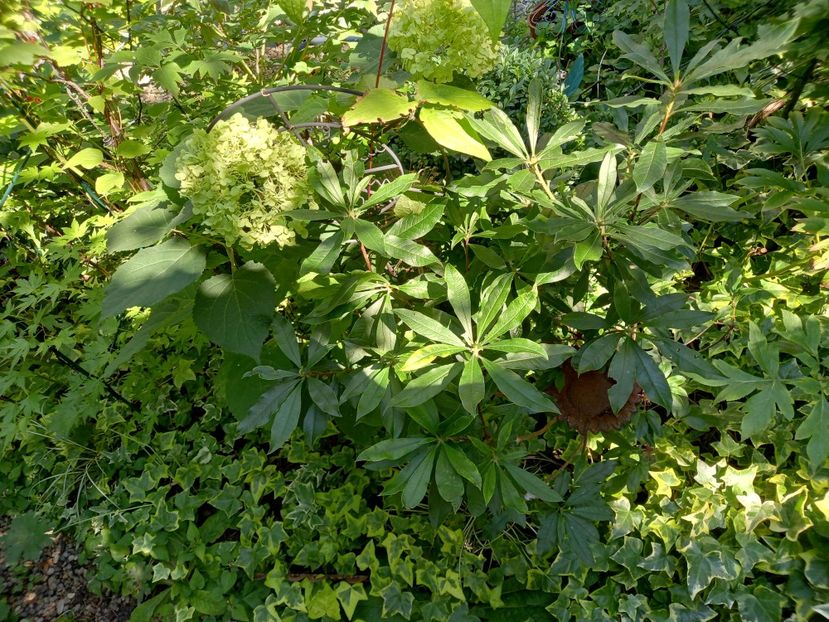  - Grădina 2022 continuare 3