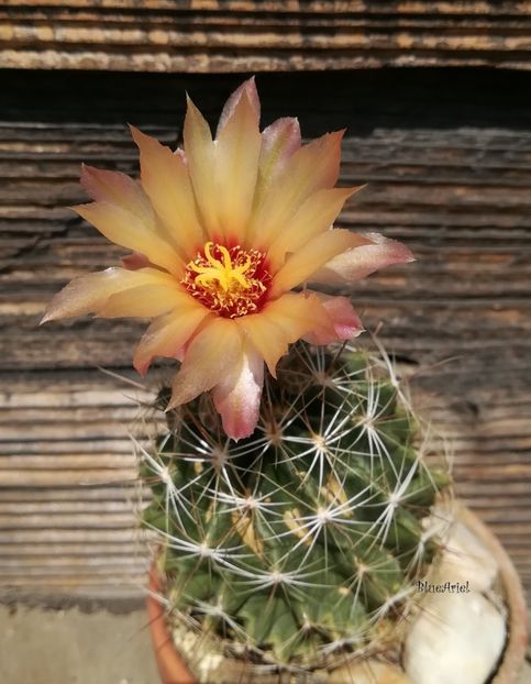  - Thelocactus setispinus