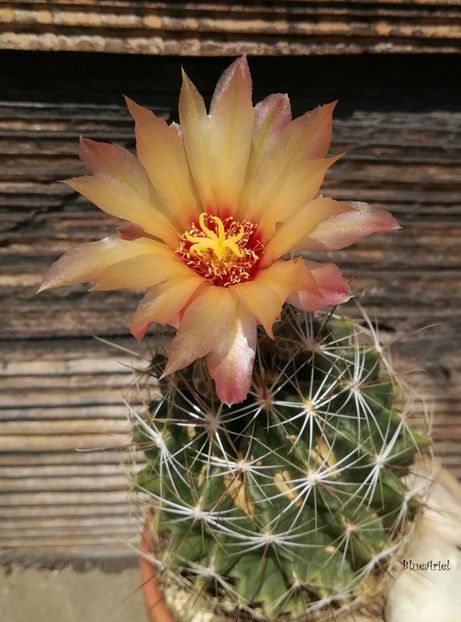  - Thelocactus setispinus