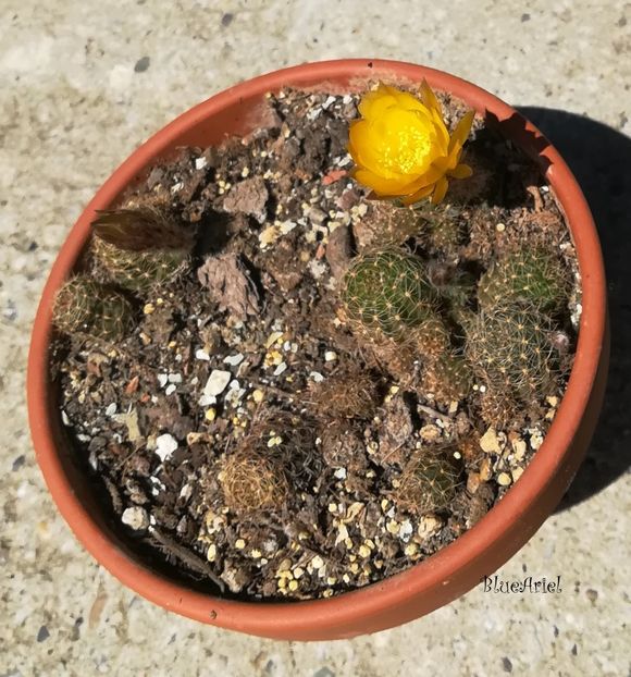  - Lobivia nigrispina