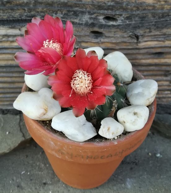  - Gymnocalicium baldianum