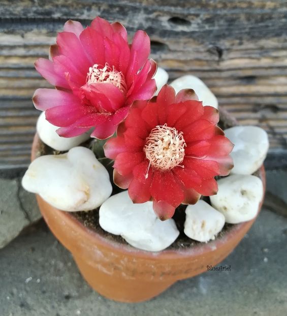  - Gymnocalicium baldianum