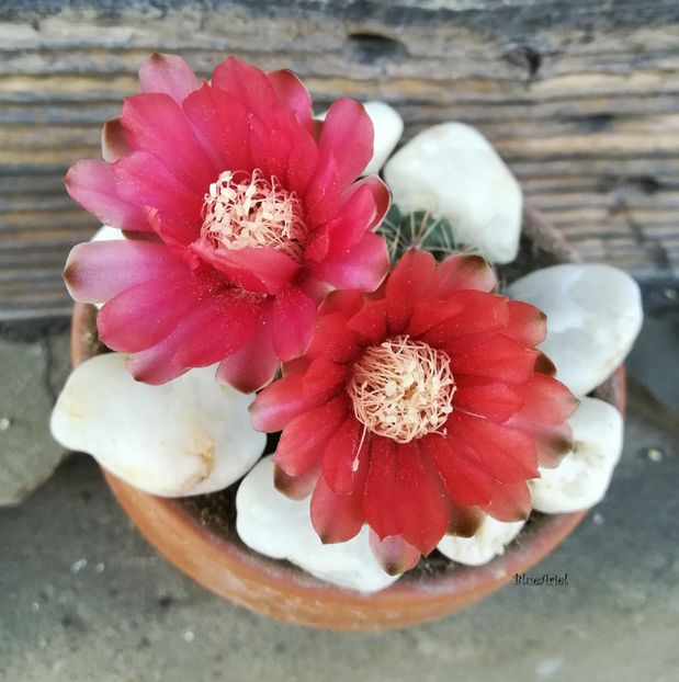  - Gymnocalicium baldianum