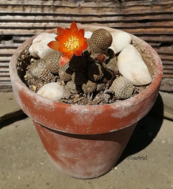  - Rebutia heliosa