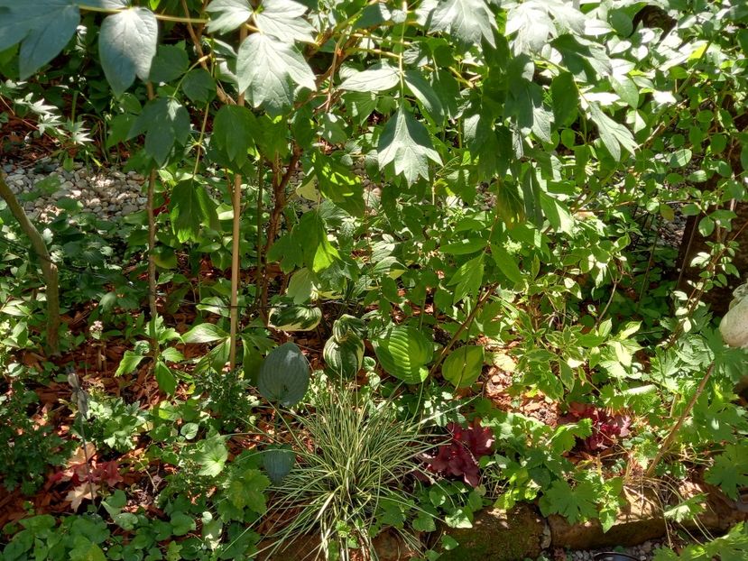  - Grădina 2022 continuare 3