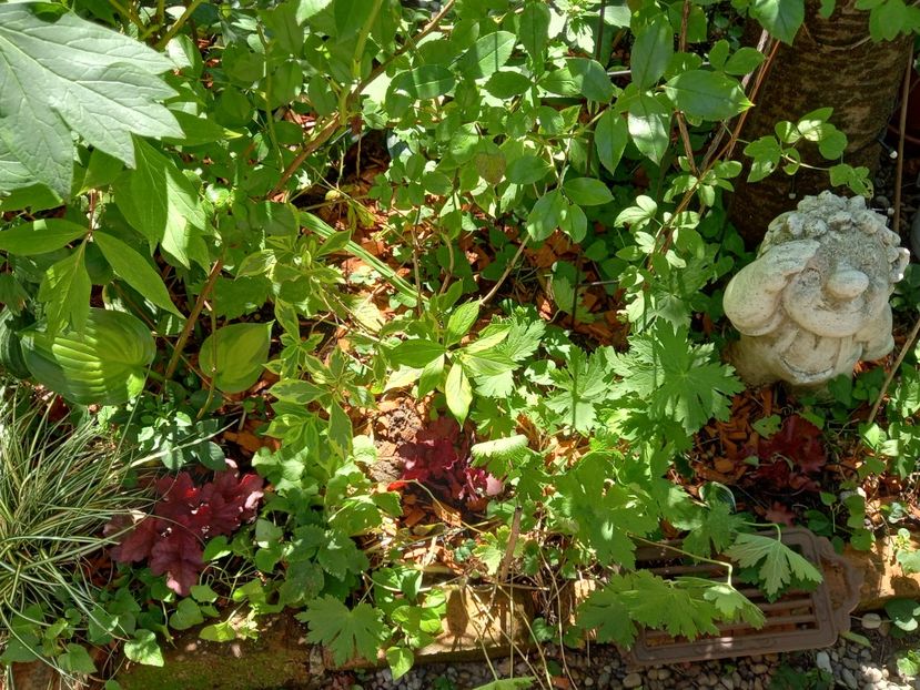  - Grădina 2022 continuare 3