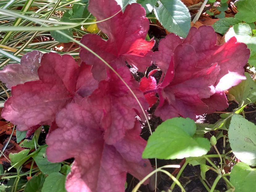 Heuchera "Berry Smoothie" - Grădina 2022 continuare 3