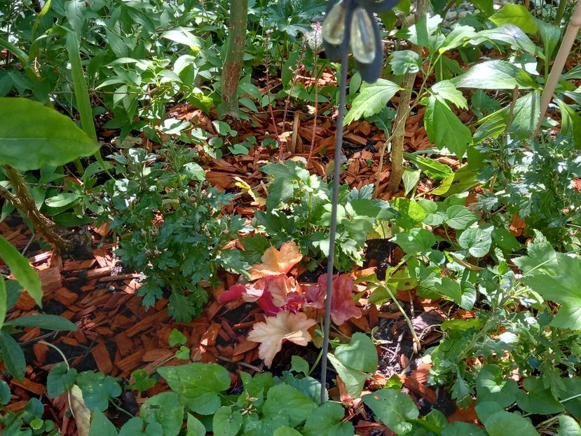 Rio - Grădina 2022 continuare 3