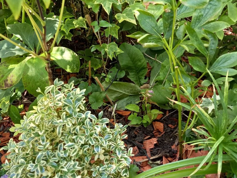 Adenophora "Gaudi Violet" - Grădina 2022 continuare 3