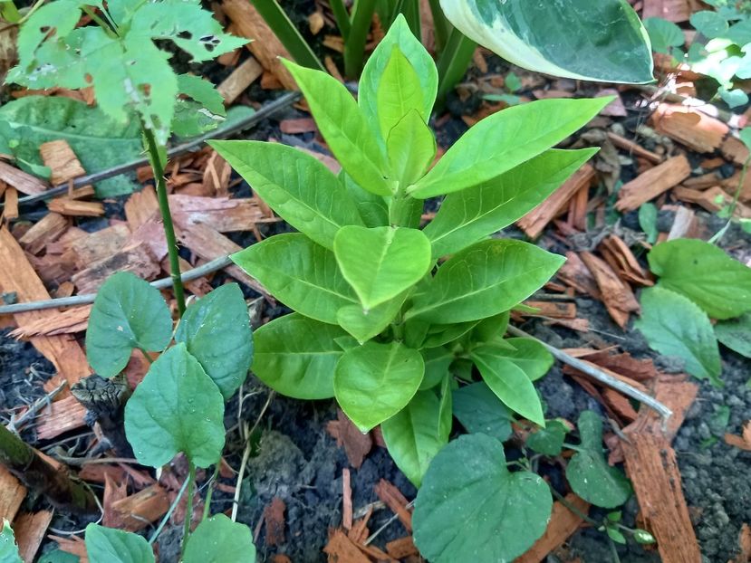 Phlox "Flame Pro Violet Charm" - Grădina 2022 continuare 3