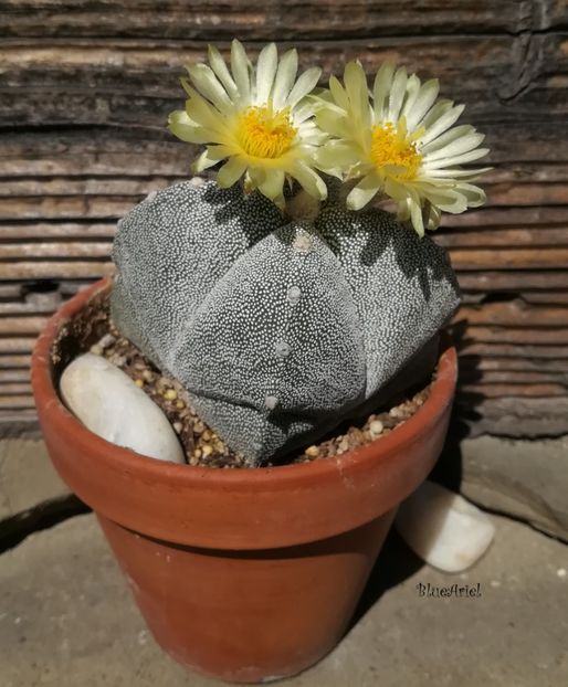  - Astrophytum myriostigma quadrocostatum