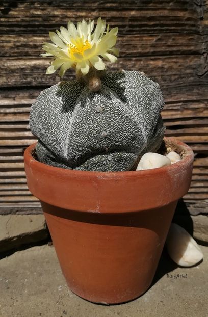  - Astrophytum myriostigma quadrocostatum