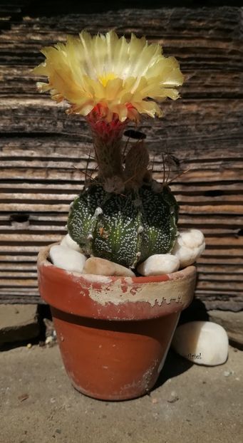  - Astrophytum ornatum