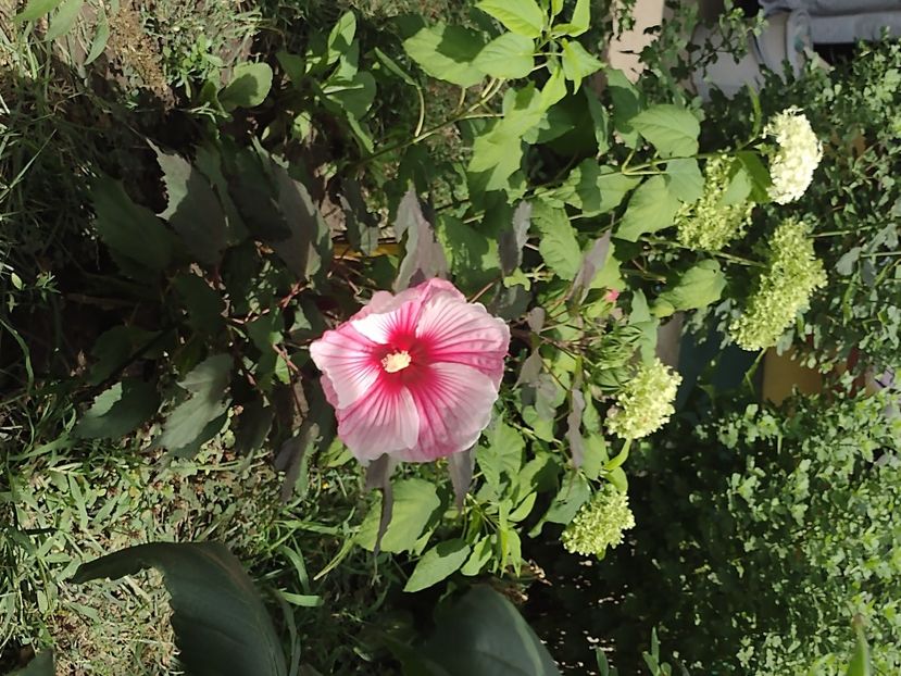 Hibiscus  starry starry night - Hibiscus moscheutos