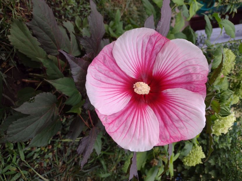  - Hibiscus moscheutos