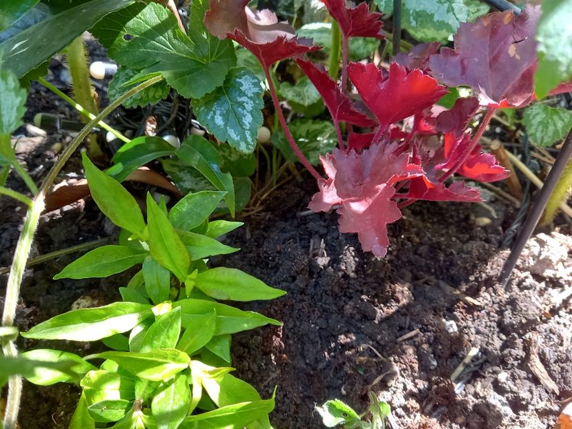 Phlox "Flame Pro Lilac" și Cherry Cola - Grădina 2022 continuare 3